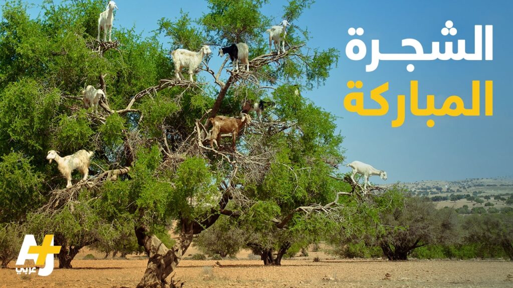 مستقبل شجرة الأركان