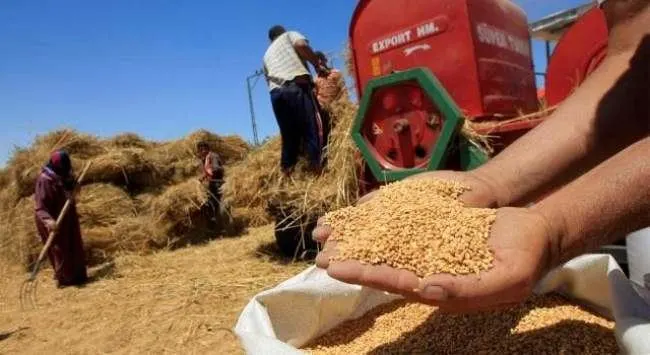 بسبب العقوبات الأوروبية على روسيا.. إفريقيا قلقة على إمداداتها من الحبوب