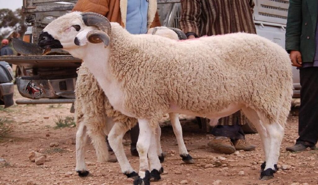 قبيل عيد الأضحى.. وزارة الفلاحة تطمئن المواطنين حول أسعار الأغنام