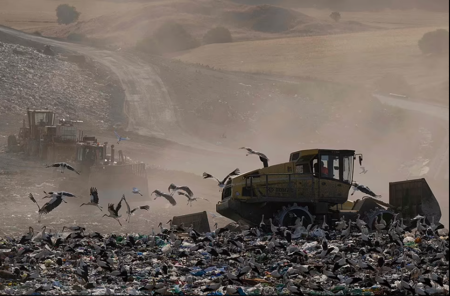 958086 الطيور بالقرب من مكب النفايات 1