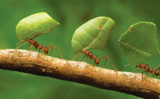 علماء يكشفون عدد النمل بالعالم.. 2.5 مليون نملة مقابل كل شخص - ALMASSAA ALYOUM المساء اليوم