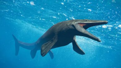 عاش قبل 67 مليون عام.. اكتشاف حفريات "عملاق البحر المتوحش" بخريبكة - ALMASSAA ALYOUM المساء اليوم