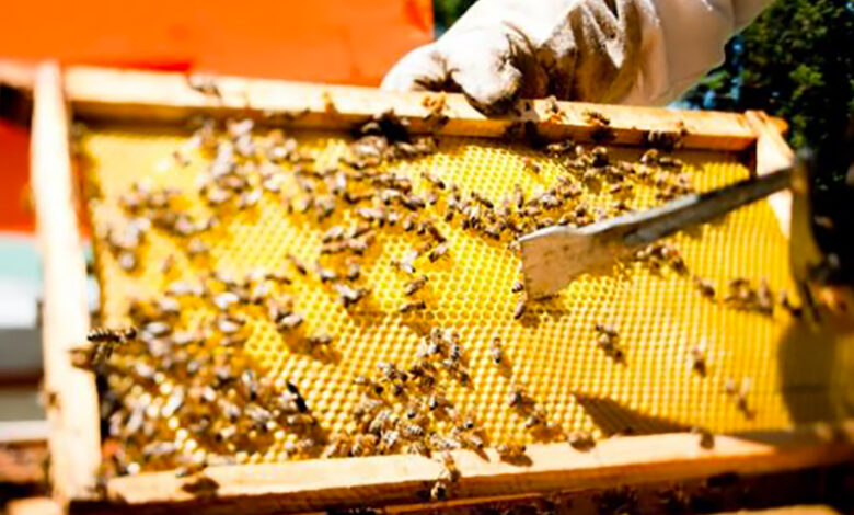 بعد عصف الجفاف و"الفاروا" بمناحل العسل.. تحذيرات من ترويج العسل المغشوش - ALMASSAA ALYOUM المساء اليوم
