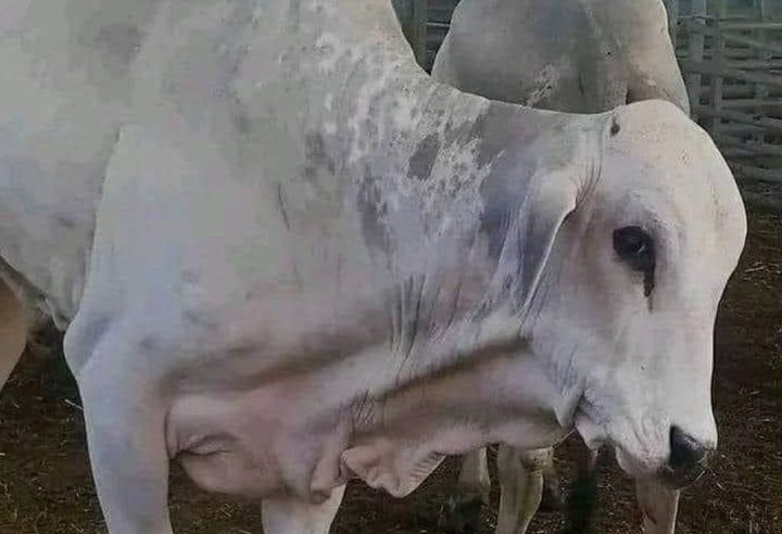 أبقار أم جواميس..؟ المغاربة يسخرون من الأبقار البرازيلية.. والحكومة تطمئن..!