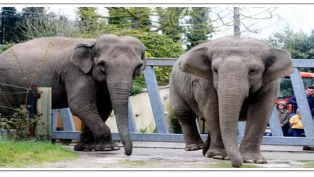 algunos elefantes que seran trasladados zoo casablanca 60