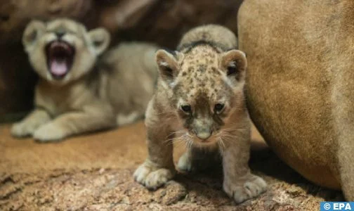 lionceau zoo rabat 504x300 1