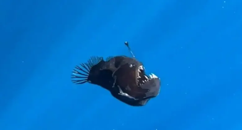 piranya 1738949587 780x421 1
