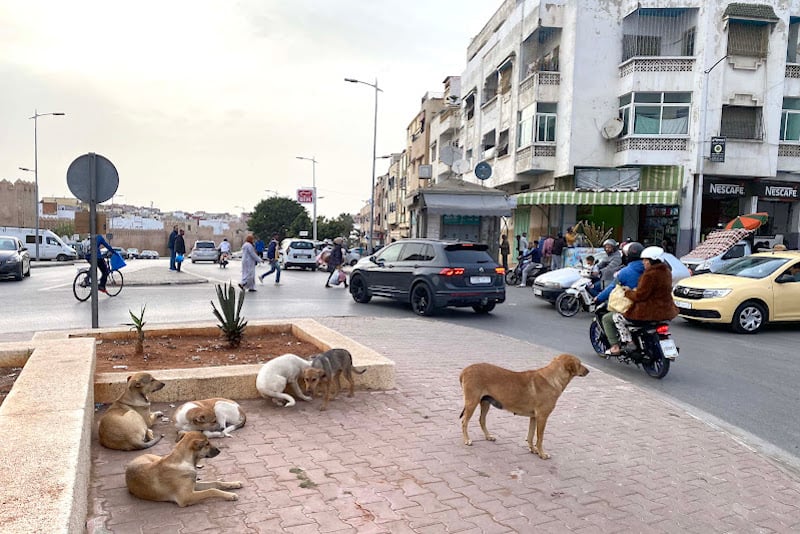 chiens 1