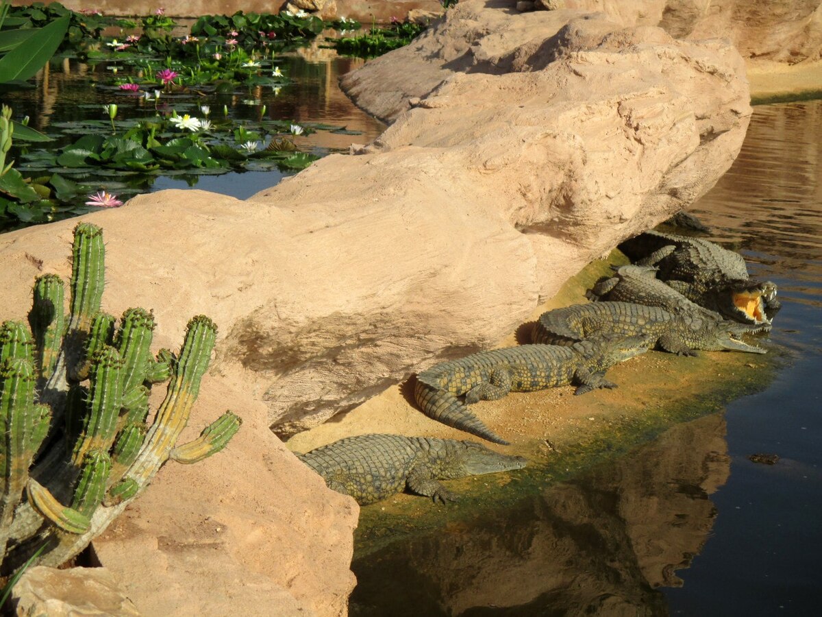Crocoparc Agadir crocodiles cascade min
