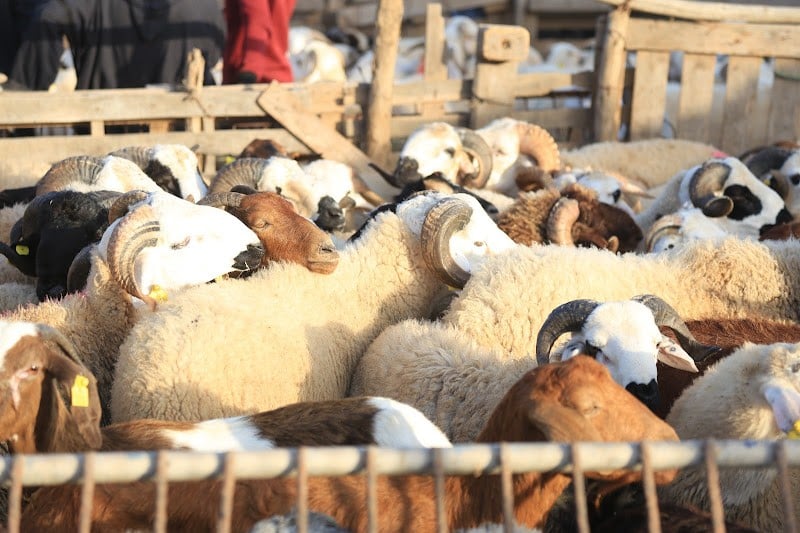 moutons aid 4
