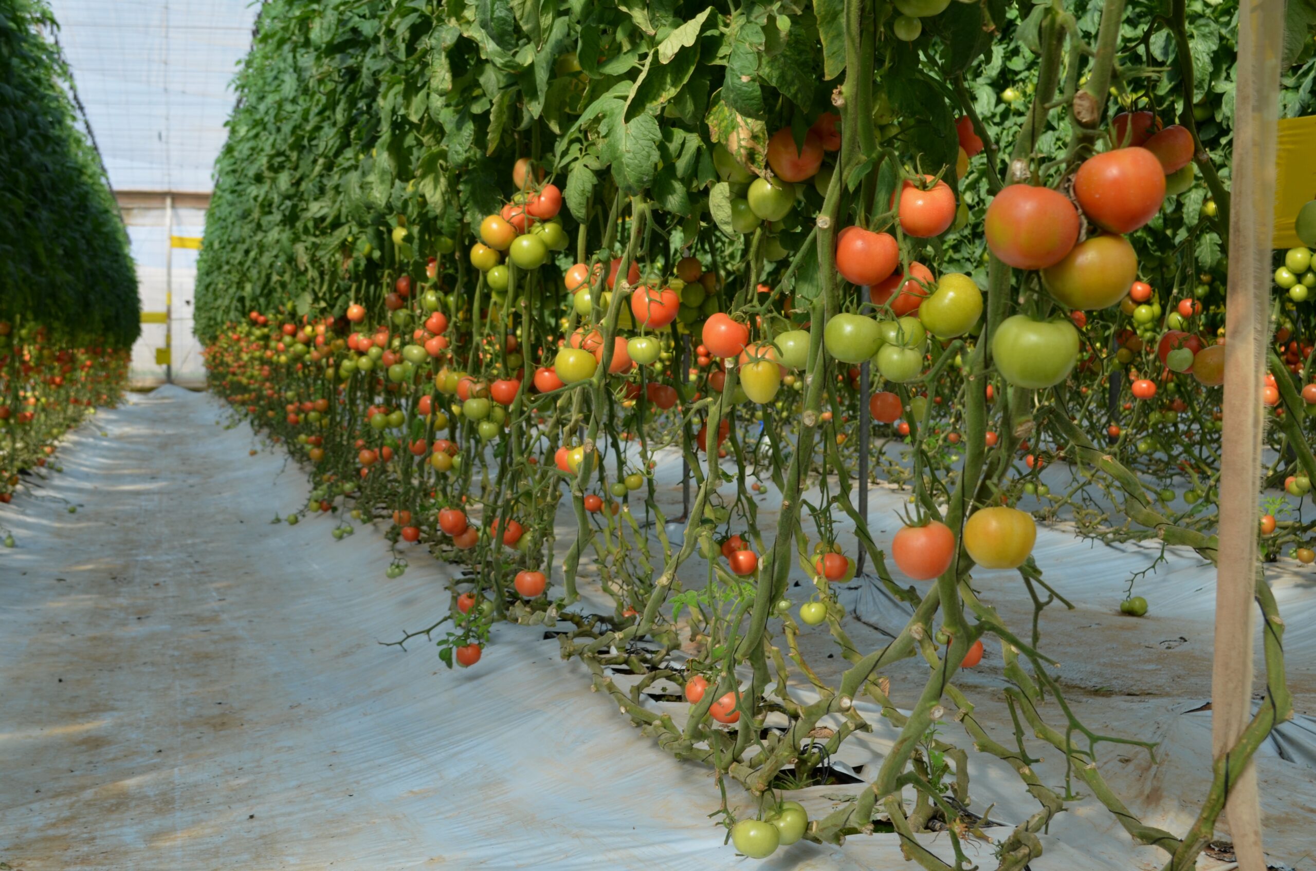 البيولوجية بسهل بولاية اكادير طماطم بييييو scaled